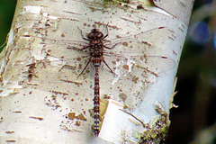 Aeshna canadensis