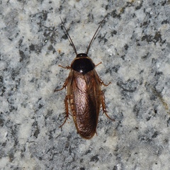 Pycnoscelus indicus
