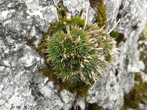 chudôbka vždyzelená (Draba aizoides)