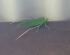 Paracaedicia serrata