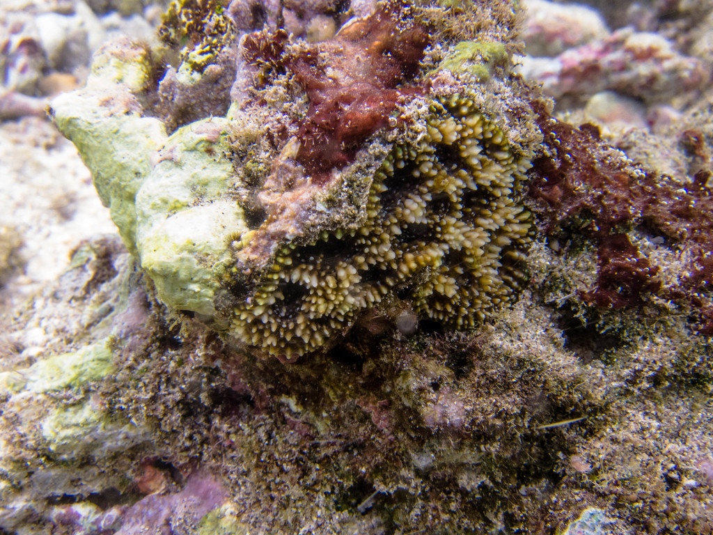 Starry cup coral