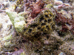 Acanthastrea echinata