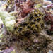 Pineapple Coral - Photo (c) Ryan McMinds, some rights reserved (CC BY)