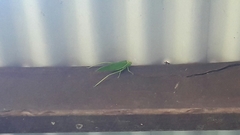 Paracaedicia serrata