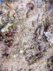 Acanthastrea echinata