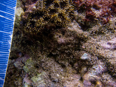 Acanthastrea echinata
