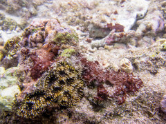 Acanthastrea echinata