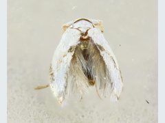 Opostegoides gephyraea