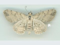 Scioglyptis lithenopa