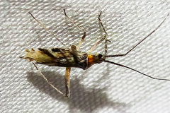 Phytocoris squamosus