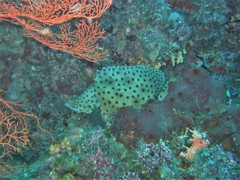 Chromileptes altivelis