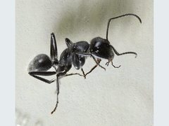 Calomyrmex