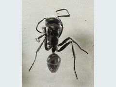 Calomyrmex