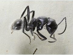 Calomyrmex