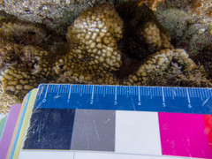 Hydnophora microconos