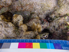 Hydnophora microconos