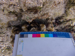 Hydnophora microconos