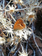 Coenonympha corinna