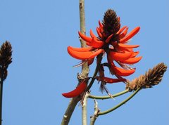 Erythrina variegata