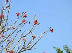 Erythrina variegata