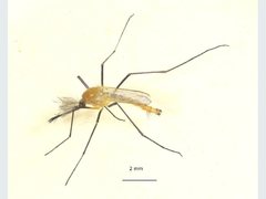 Coquillettidia xanthogaster