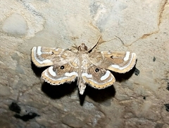 Cymoriza