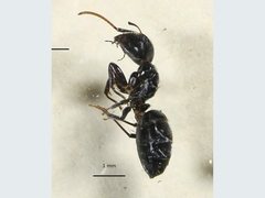 Camponotus mackayensis