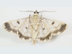 Cleora decisaria