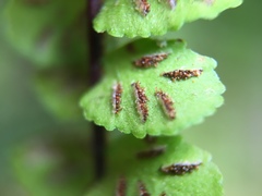 Asplenium trichomanes