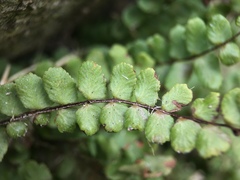 Asplenium trichomanes