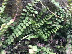 Asplenium trichomanes