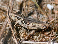 Melanoplus confusus