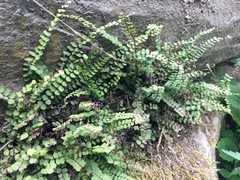 Asplenium trichomanes