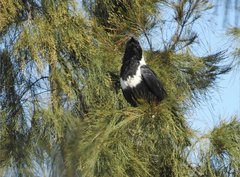 Corvus pectoralis