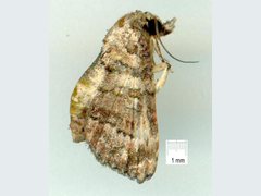 Chlumetia transversa
