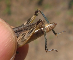 Melanoplus confusus