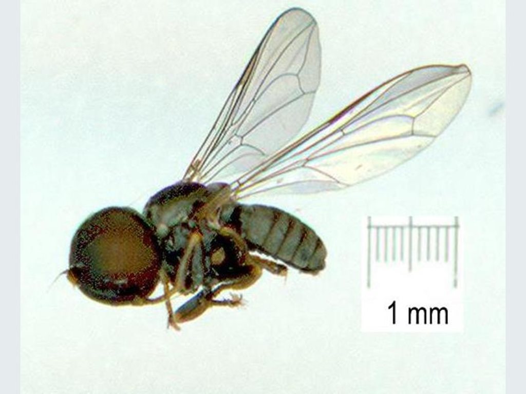 Eudorylini