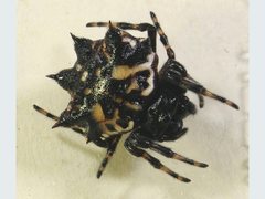 Gasteracantha sacerdotalis