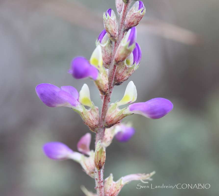 Silver Prairie Clover