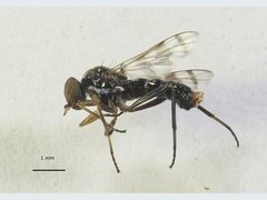 Acraspisa