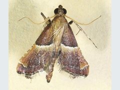 Persicoptera compsopa