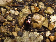 Pterostichus burmeisteri
