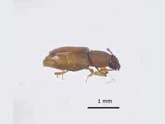 Monotomidae