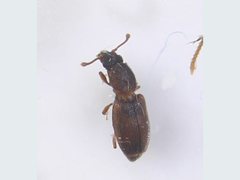Monotomidae