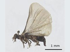 Strepsiptera