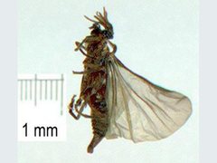 Strepsiptera