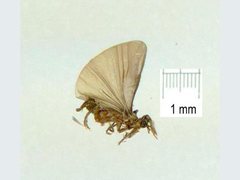 Strepsiptera