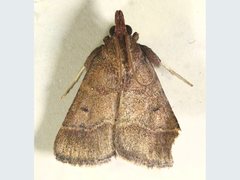 Hypsopygia chytriodes