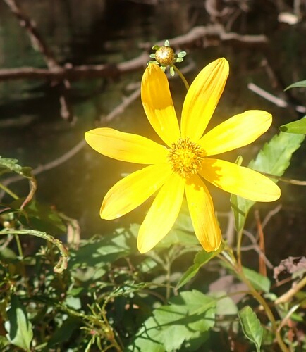 Image of Smallfruit Beggarticks (Bidens mitis) by (c) mfeaver, some rights reserved (CC BY)