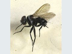 Trigonospila cingulata